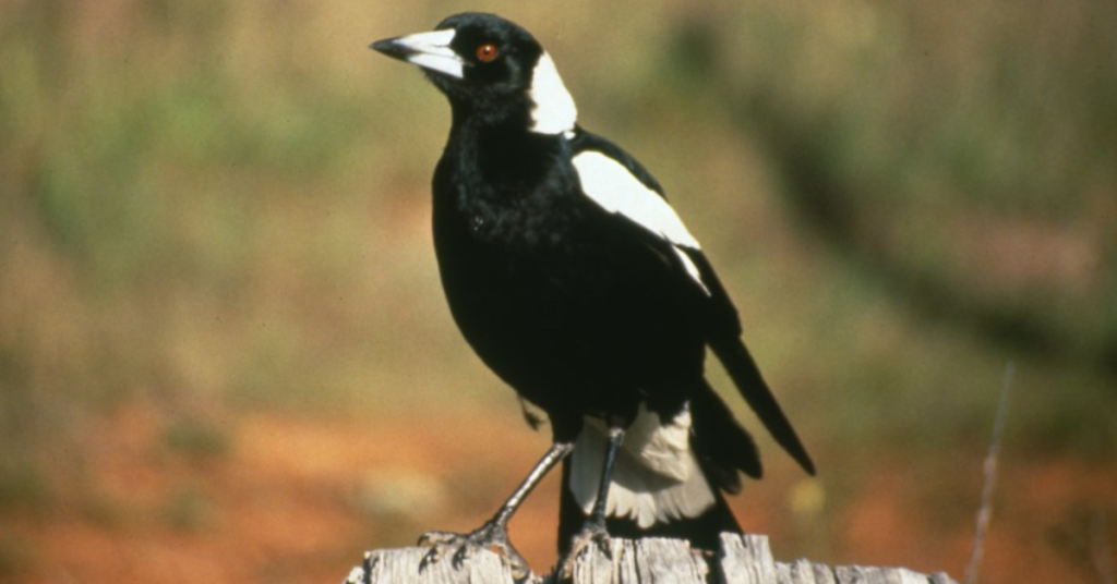 magpies