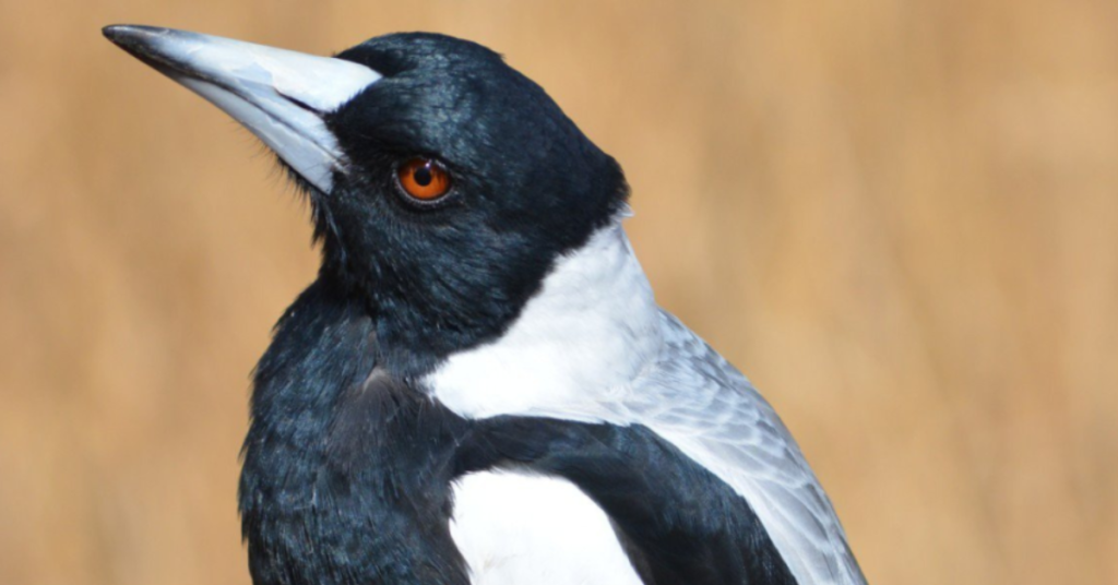 magpies